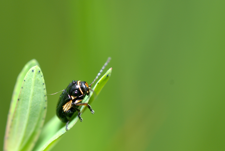 Cryptocephalus moraei.jpg © Gilles San Martin