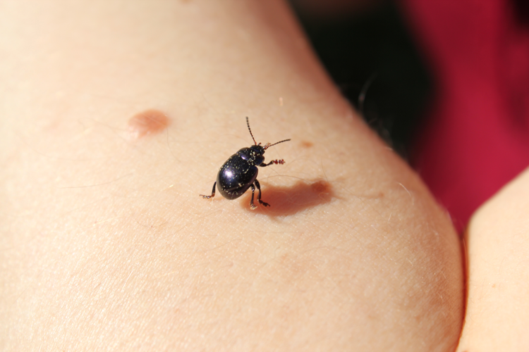 Timarcha goettingensis.jpg © Mbdtsmo