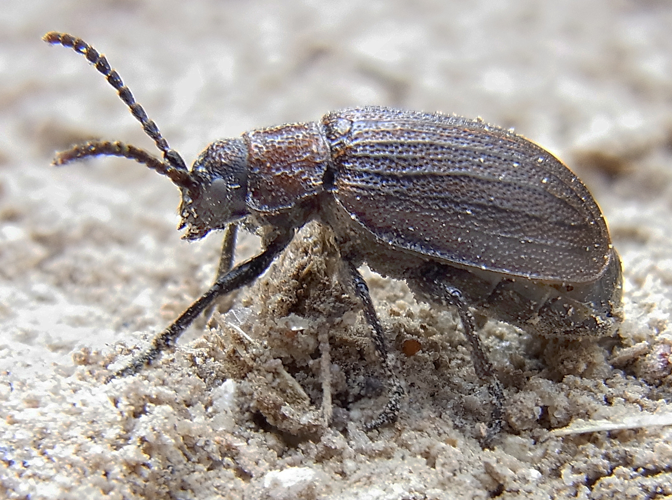 Galeruca pomonae side.jpg &copy; Siga