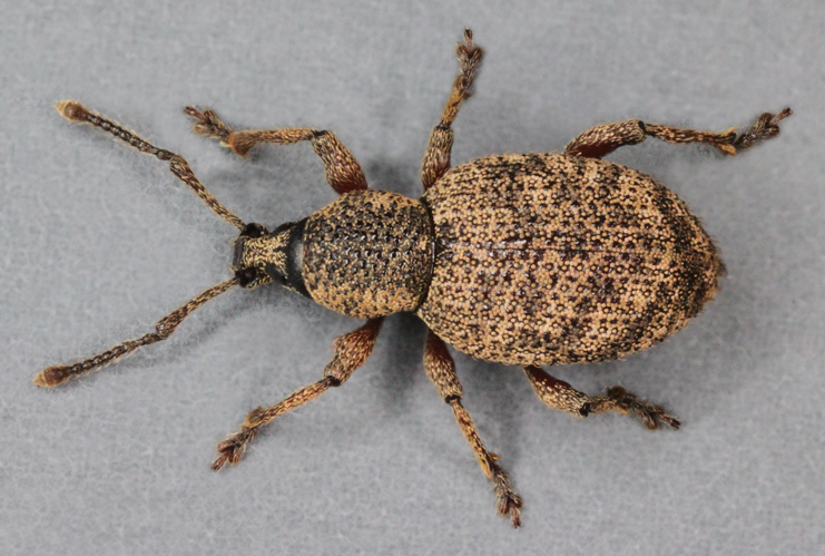 Otiorhynchus singularis, Barmouth, North Wales, May 2010 2 (18288546746).jpg © Janet Graham