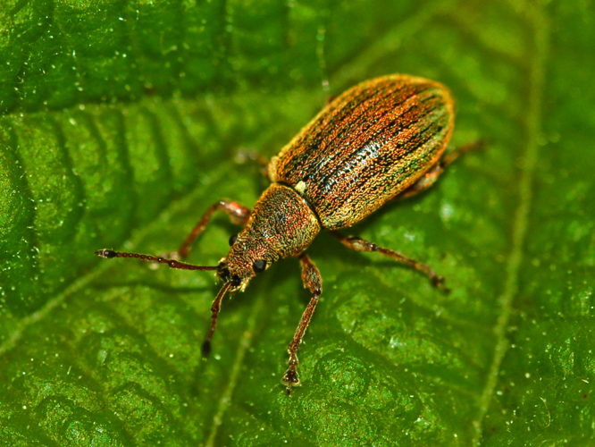Curculionidae - Phyllobius pyri.JPG © Hectonichus