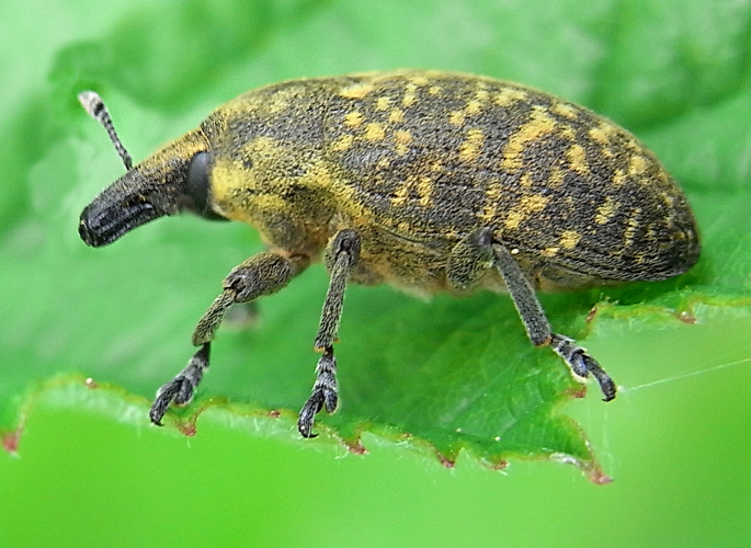 Larinus turbinatus side.jpg © Siga