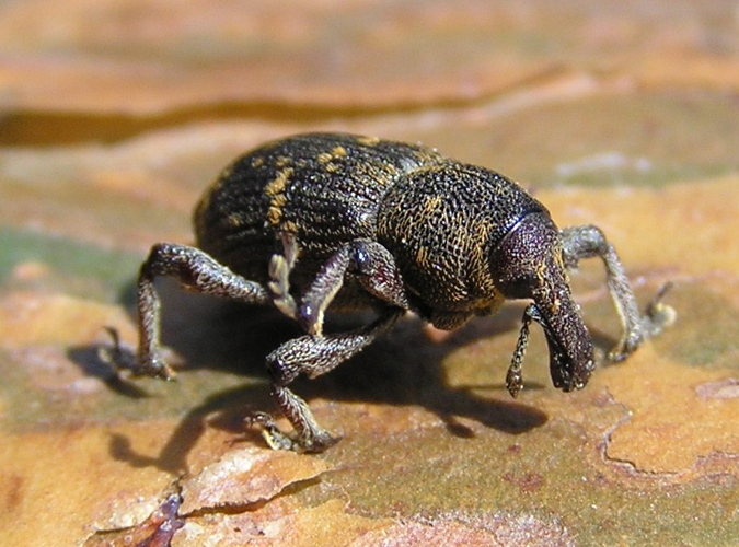 Hylobius abietis 3 bialowieza forest beentree.jpg © Beentree