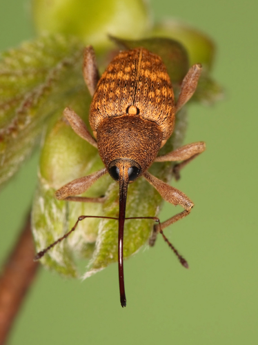Flickr - Lukjonis - Bug - Curculio nucum.jpg © Lukas Jonaitis from Vilnius, Lithuania
