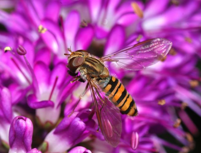 Hoverfly December 2007-8.jpg © Alvesgaspar