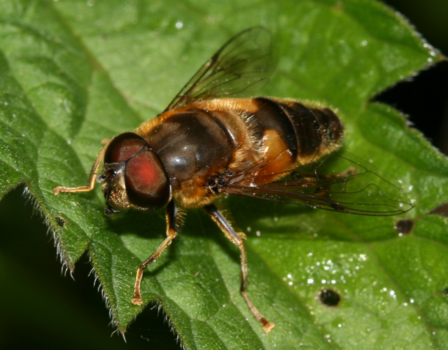 Eristalis.pertinax male.jpg © Sandy Rae
