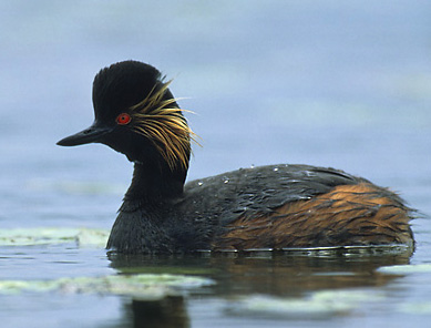 Podiceps nigricollis (Marek Szczepanek)2.jpg © Calibas