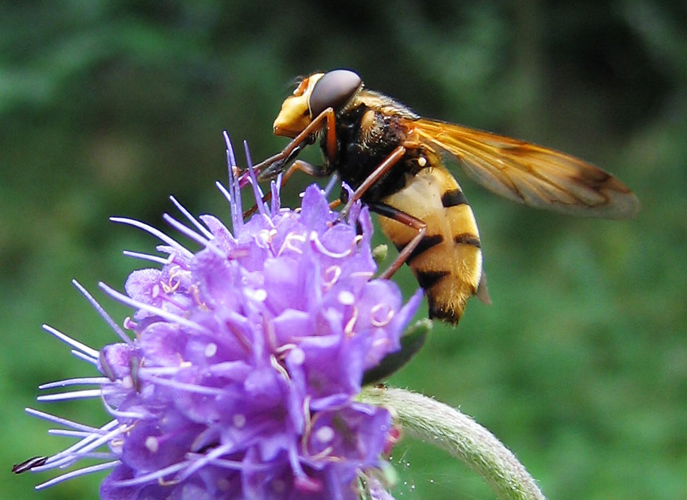 Volucella inanis 03.jpg © Solipsist~commonswiki