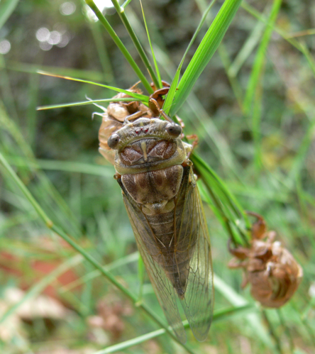 Cigale france.jpg © Jodelet / Lépinay