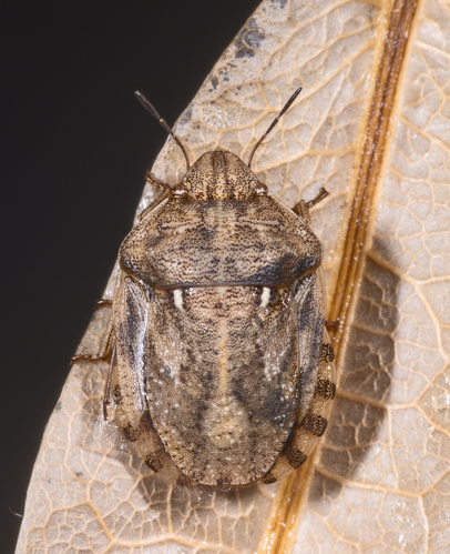 Eurygaster maura MHNT dos.jpg © Didier Descouens