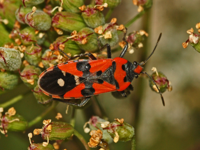 Lygaeidae - Lygaeus equestris.jpg © Hectonichus