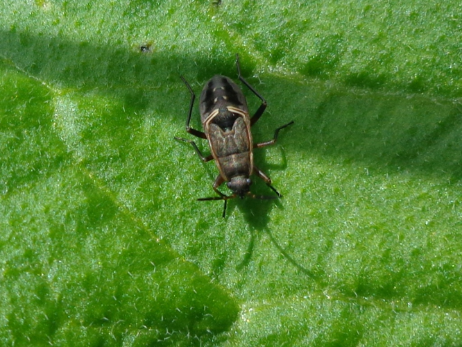 Rhyparochromus pini 01.JPG © AfroBrazilian