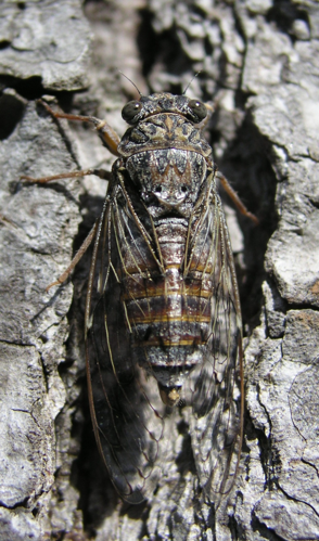 Adriatic Cicada 02.jpg © Honza Beran