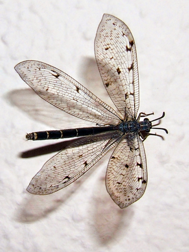 2008-07-30Euroleon nostras01.jpg © Wildfeuer