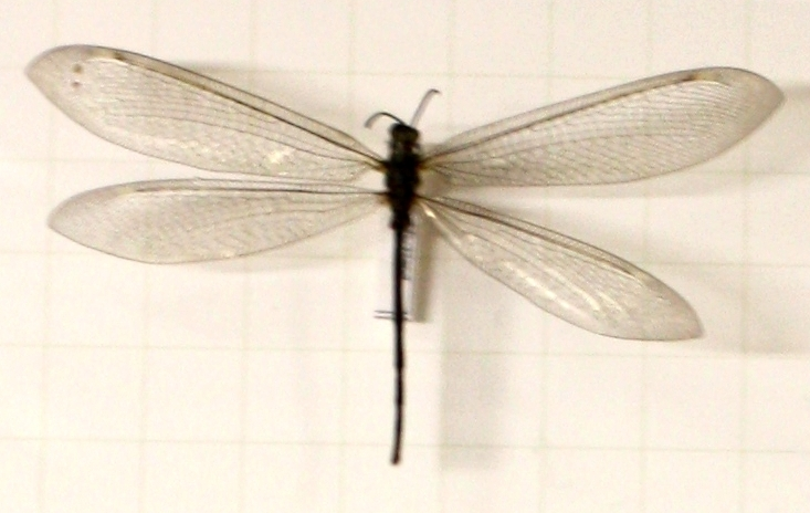 Myrmeleon formicarius 1.jpg © Daryona