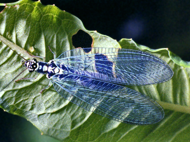 Chrysopidae - Chrysopa perla-1.jpg © Hectonichus
