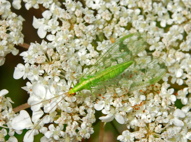 Chrysopidae - Chrysoperla carnea.JPG &copy; Hectonichus