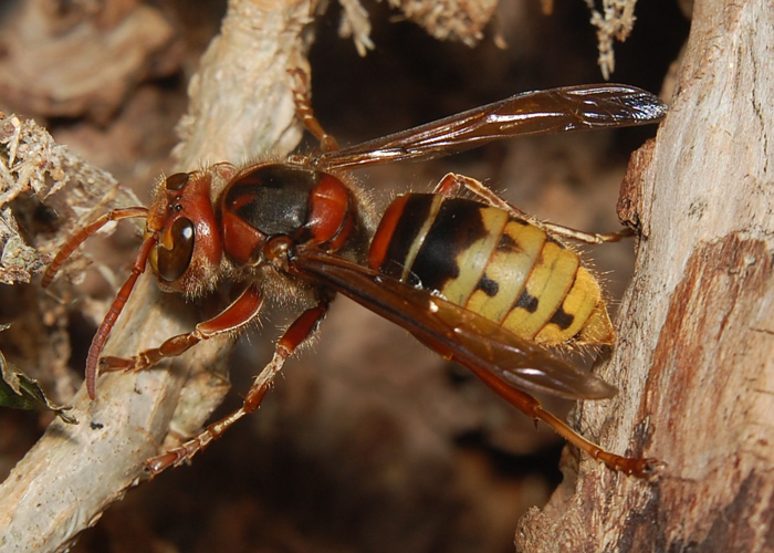 Vespa crabro 80708.jpg © Accipiter (R. Altenkamp, Berlin)