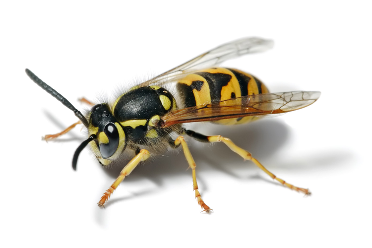 European wasp white bg.jpg © Yug