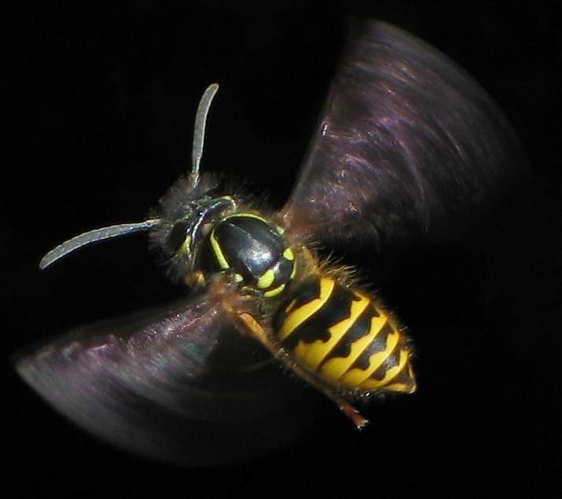 Flying Vespula vulgaris.jpg © soebe