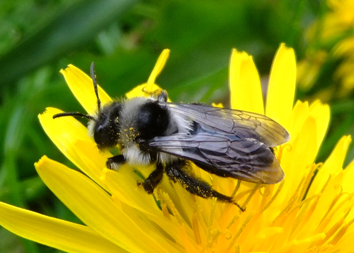 Andrena cineraria.jpg © orangeaurochs