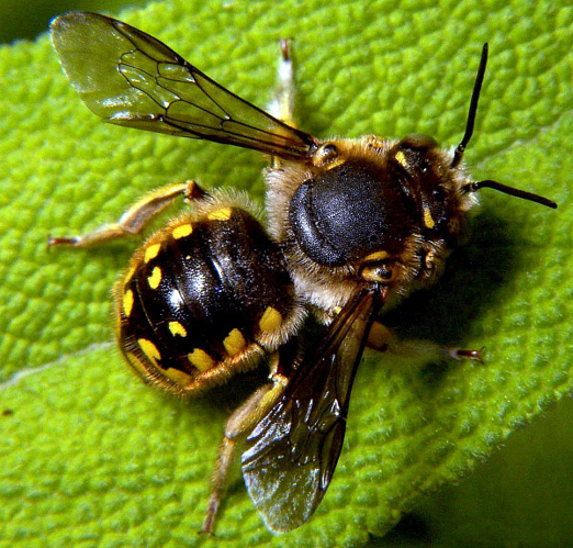 Anthidium manicatum male.jpg © Bruce Marlin