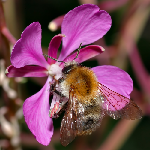 Bombus pascuorum female 2 (aka).jpg © André Karwath aka Aka