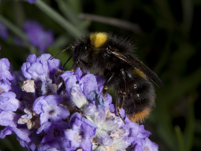 Bombus pratorum.jpg © Image credit: Mike Edwards