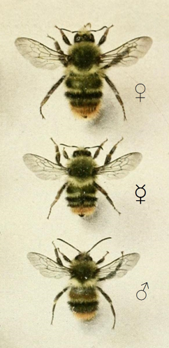 Bombus (Thoracobombus) sylvarum (Linnaeus, 1761).jpg © Frederick William Lambert Sladen