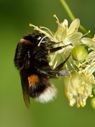Bombus terrestris - Tilia cordata - Keila-crop.jpg © Ivar Leidus