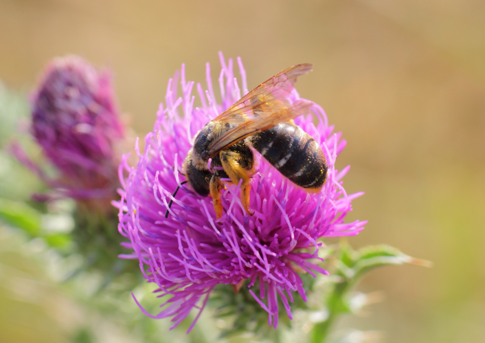 Halictus quadricinctus - Burgenland.jpg © Spacebirdy