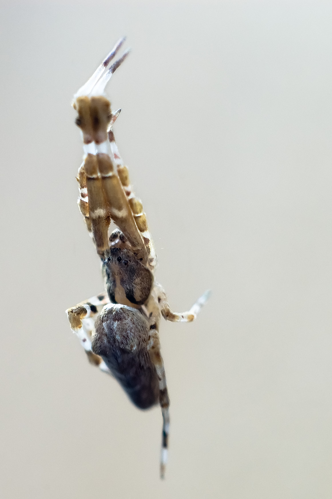 Uloborus walckenaerius.jpg © Alexandre Buisse (Nattfodd)