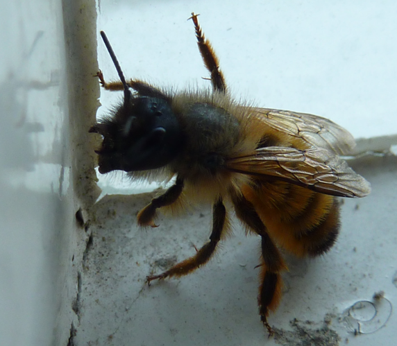 Gehörnte Mauerbiene w 1.jpg © --Xocolatl (talk) 11:09, 14 May 2010 (UTC)