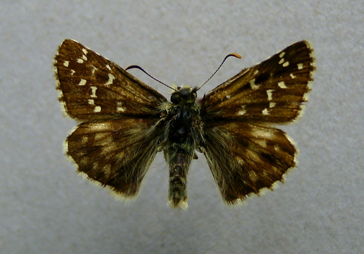 Pyrgus alveus.jpg © Dumi