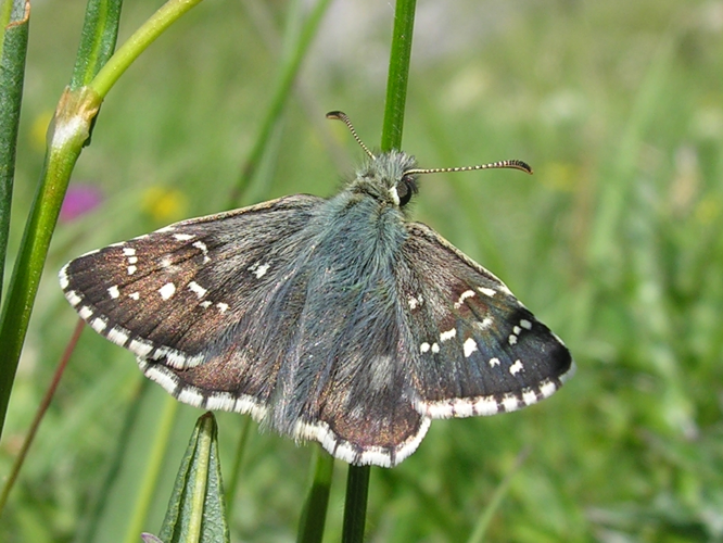 Pyrgus serratulae.jpg © Martin Bjerg