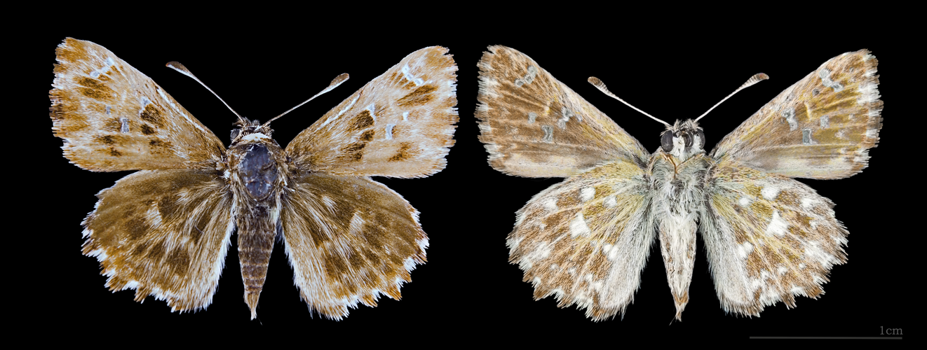 Carcharodus alceae MHNT.jpg © Didier Descouens