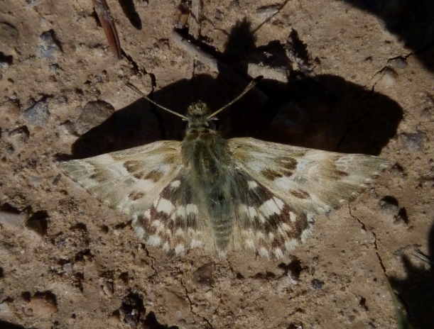 Carcharodus lavatherae1.JPG © Joan Carles Hinojosa Galisteo
