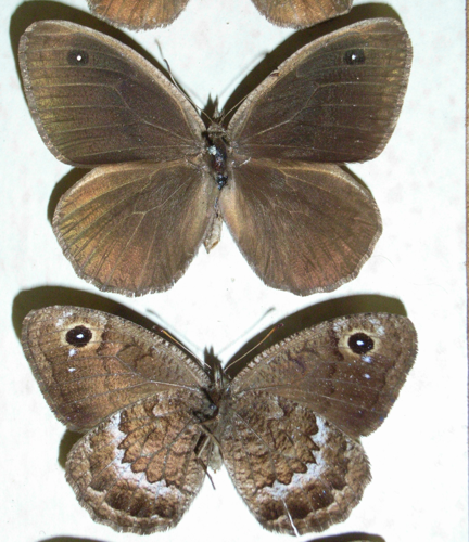Satyrus actaea (Esper, 1780).JPG © Notafly