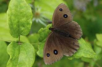 Minois Dryas.jpg © Bernard Fransen