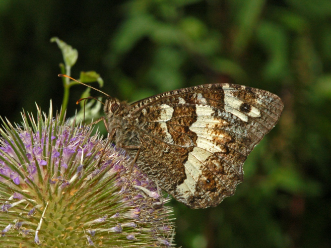 Satyrinae - Brintesia circe.JPG © Hectonichus