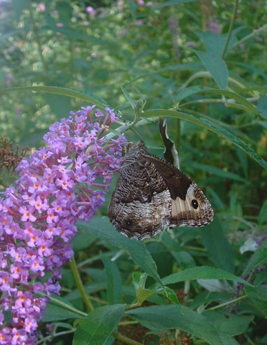 Hipparchia fagi1.jpg © J.F. Gaffard Jeffdelonge at fr.wikipedia