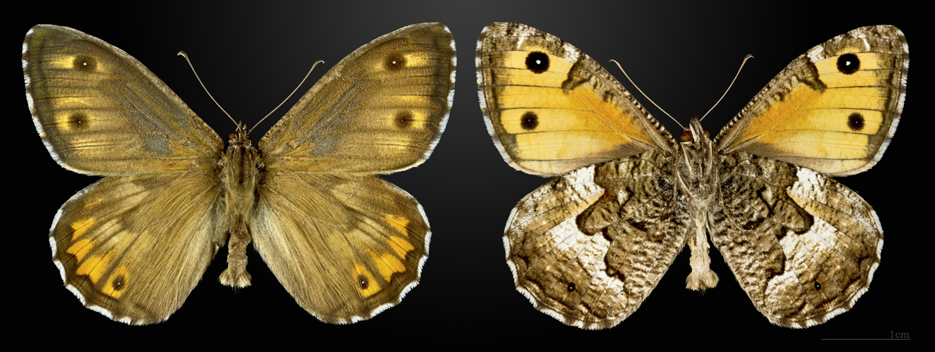 Hipparchia semele MHNT CUT 2013 3 30 Villegailhenc male.jpg © Didier Descouens