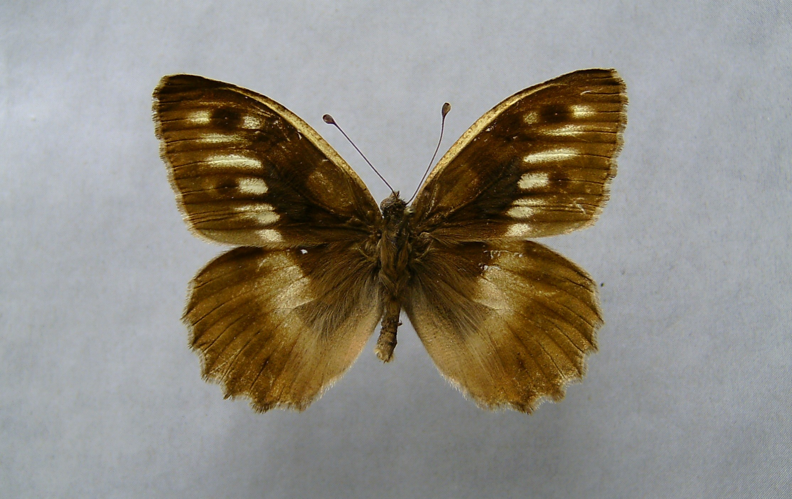 Chazara briseis.jpg © Dumi