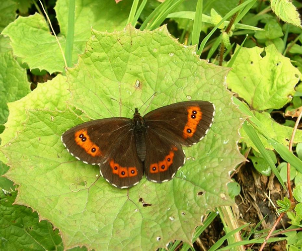 Erebia ligea01.jpg © No machine-readable author provided. Jeffdelonge assumed (based on copyright claims).
