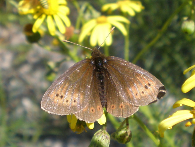Erebia epiphron anvers.jpg © Joan Carles Hinojosa Galisteo