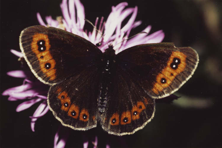 Erebia aethiops.jpg © Rainer Lechner