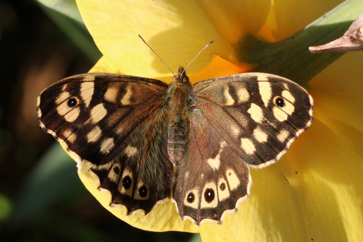Speckled wood (Pararge aegeria) female 3.jpg © Charlesjsharp