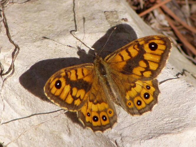 Lasiommata megera Portugal.jpg © Júlio Reis