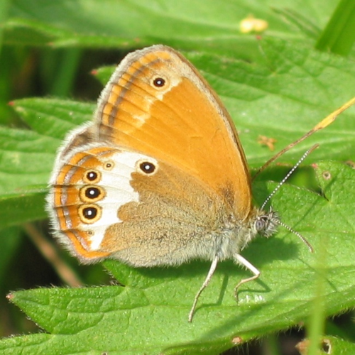 Coenonympha arcania (HS).jpg © Harald Süpfle