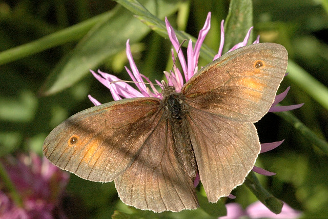 Maniola.jurtina.male.jpg © James K. Lindsey